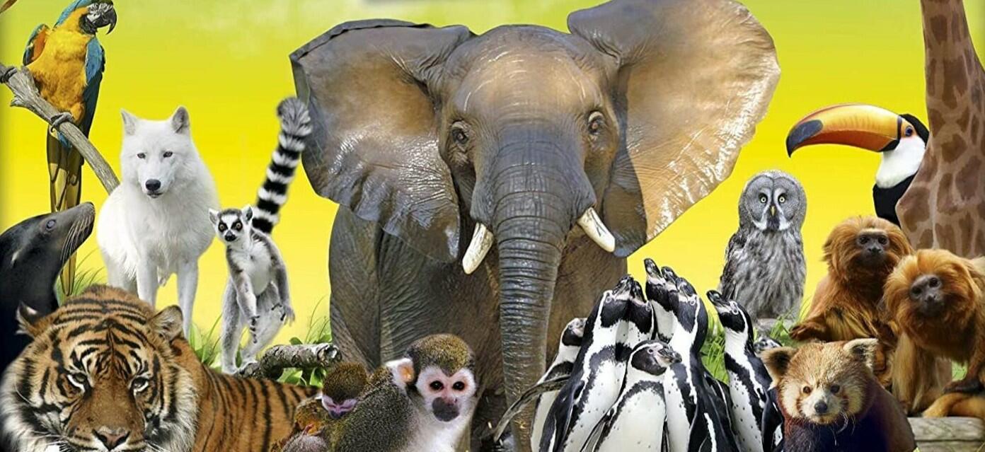 Une Saison au Zoo: Le Jeu du Soigneur Top