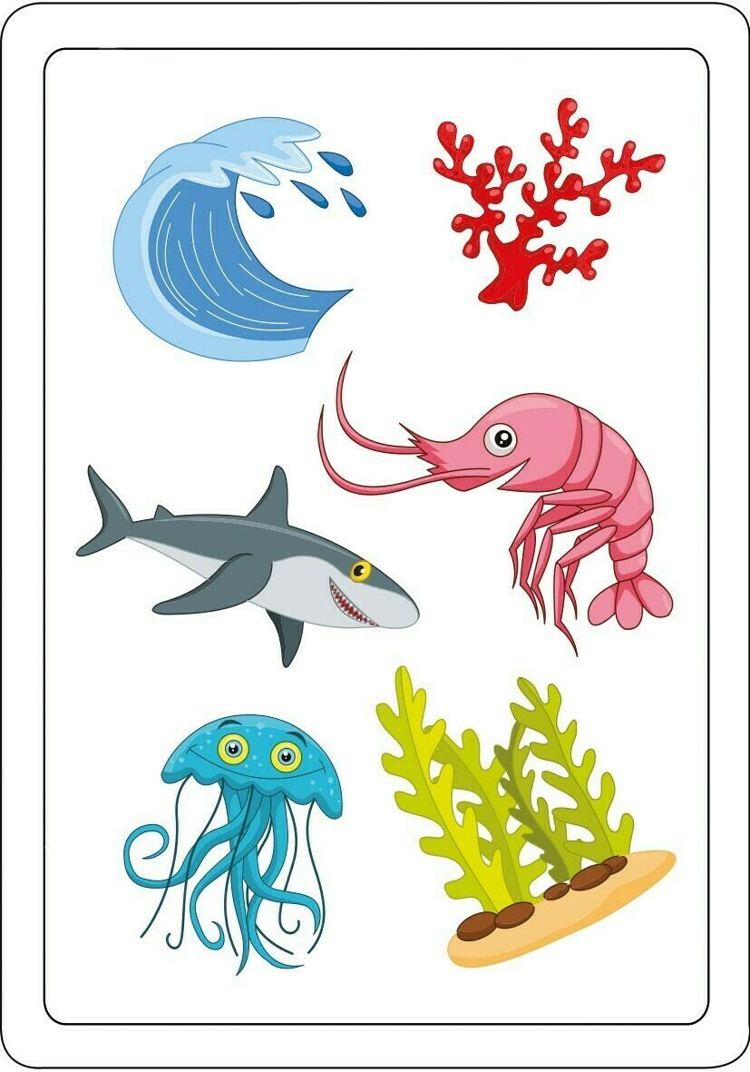 Tam Tam: MixMax - Les Animaux de la Mer Carte