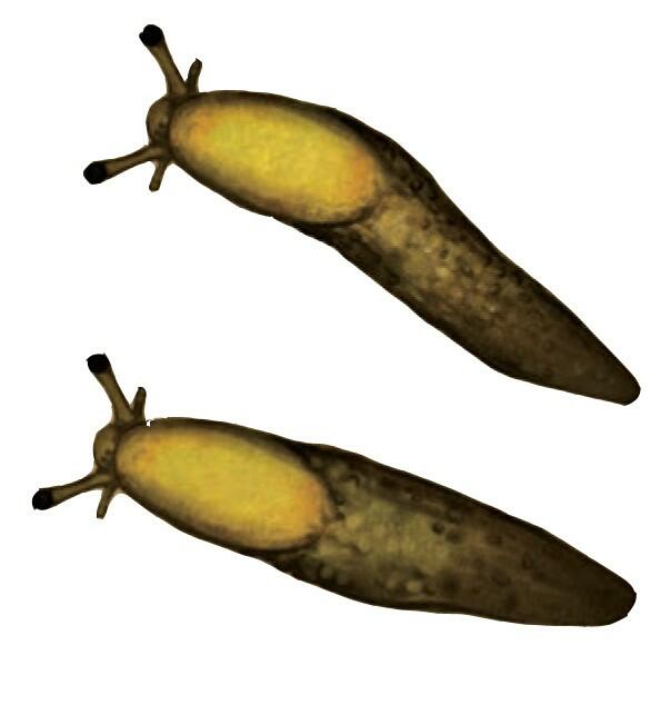 Mice and Mystics: Le Cœur de Glorm Artwork