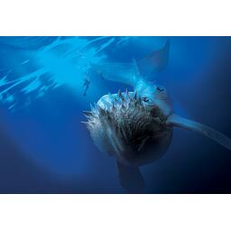 Abyss Leviathan Artwork