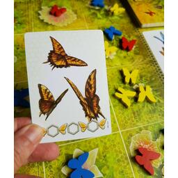 Dust in the Wings Zoom