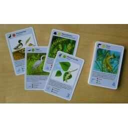 Naturquartett Wasser Cartes