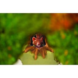 Everdell: Bellfaire Zoom