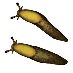 Mice and Mystics: Le Cœur de Glorm Artwork