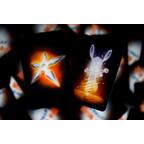 The Mind: Extrême Zoom