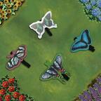 Papillon 2019 Zoom