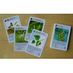 Naturquartett Wasser Cartes