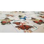 Papillons Célestes Zoom