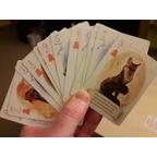 Le Renard des Bois Cartes