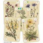 Officinalis Cartes