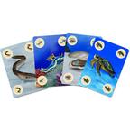 Mini DiverCity Cartes