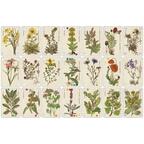 Officinalis Cartes