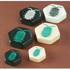 Hive: The Pillbug Zoom