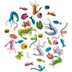 Little Big Fish Eclate