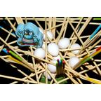 Kikou le Coucou Eclate